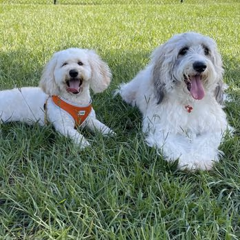 Lake Druid Park Dog Run photo 2